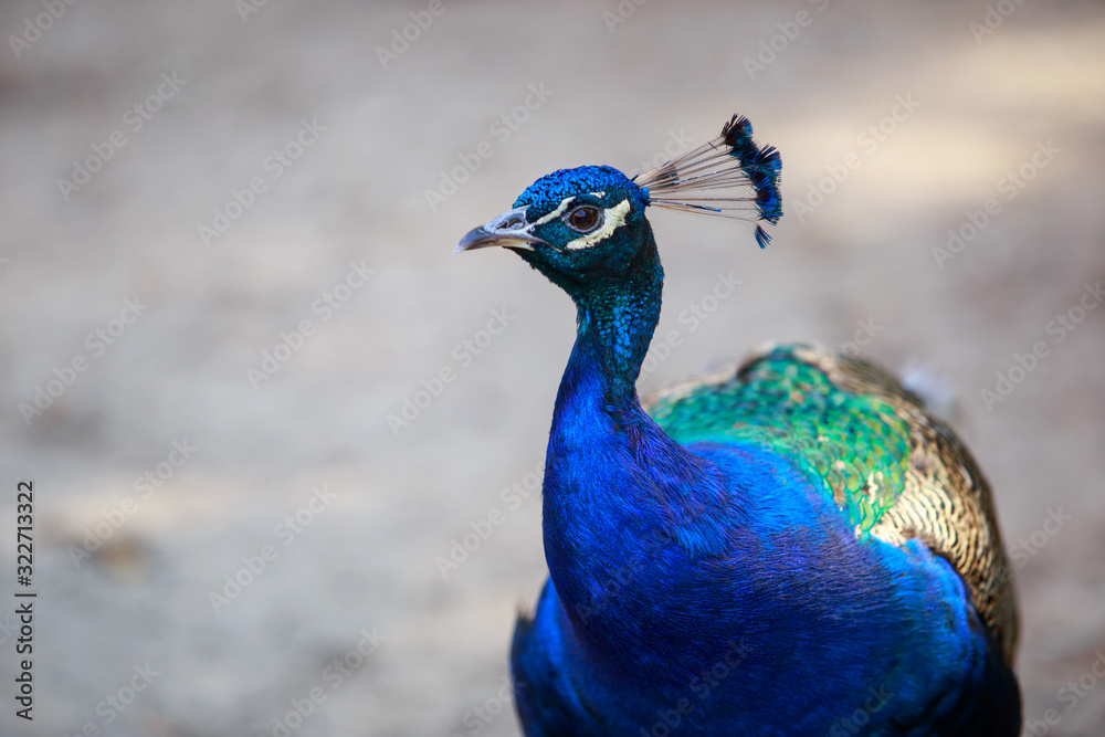 Beautiful Blue Peacock Beautiful Blue Peacock