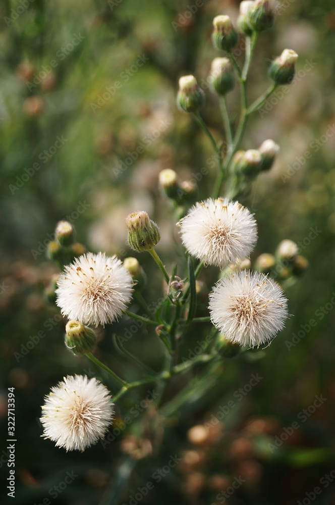 Argentine fleabane (Conyza bonariensis) Argentine fleabane (Conyza bonariensis)