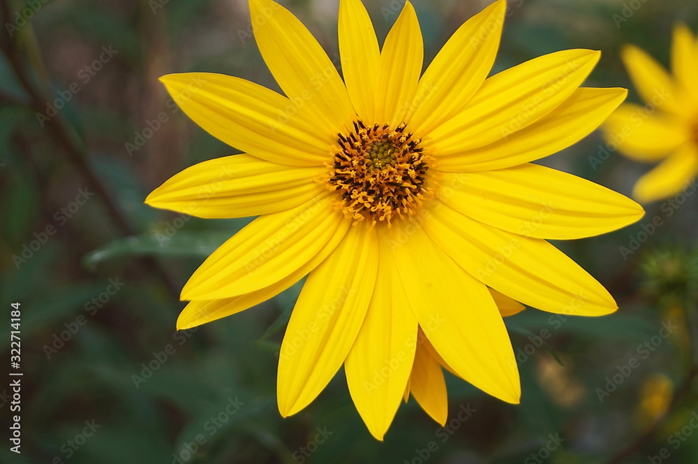Yellow daisy (Calendula Arvensis) in the botanical garden of Florence, Italy Yellow daisy (Calendula Arvensis) in the botanical garden of Florence, Italy