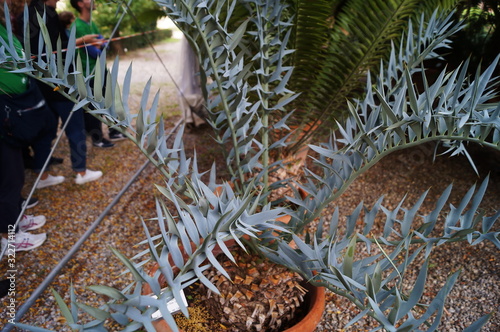 Eastern Cape blue cycad (Encephalatos horridus) in the botanical garden of Florence, Italy photo