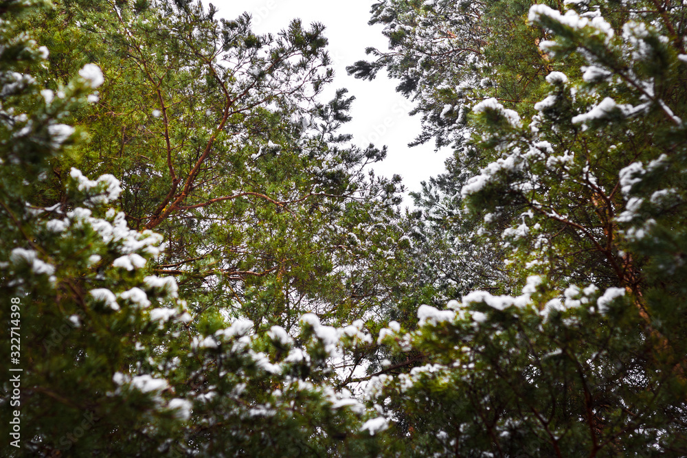 Beautiful pine branches in the snow are photographed from below.