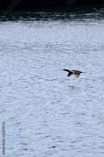 wild bird cormorant is in flight