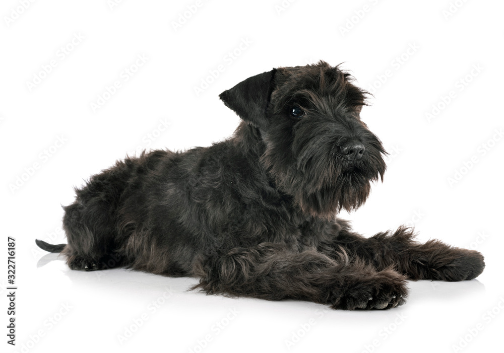 black miniature schnauzer in studio