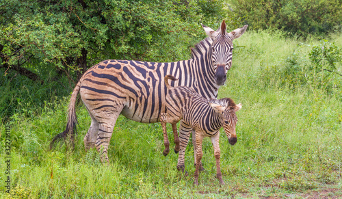 Female Burchell s zebra mare and foal isolated interacting in the wild image in horizontal format