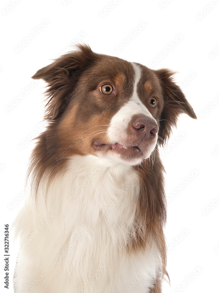 australian shepherd dog