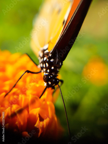 butterfly on flower