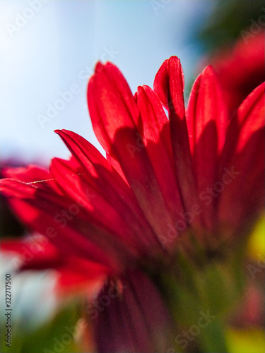 close up of red flower