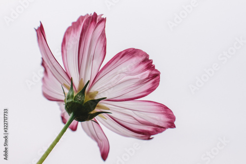 cosmos
