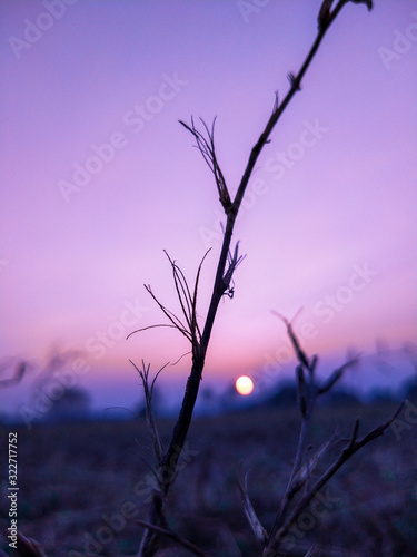 silhouette of a tree at sunset