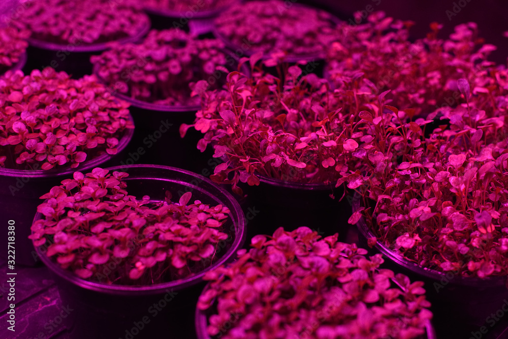 Microgreens growing. Cute young plants with round leaves in containers in artificial grow light Microgreens growing. Cute young plants with round leaves in containers in artificial grow light