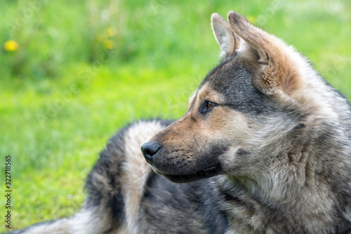 Portrait of a dog like a shepherd