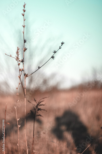 grass and sky