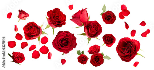 Fototapeta Naklejka Na Ścianę i Meble -  Set of red roses and petals isolated on white background.