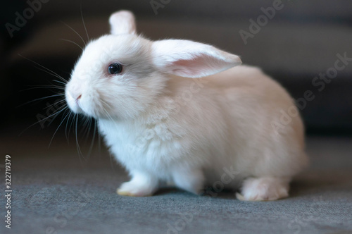 small white long-eared house rabbit