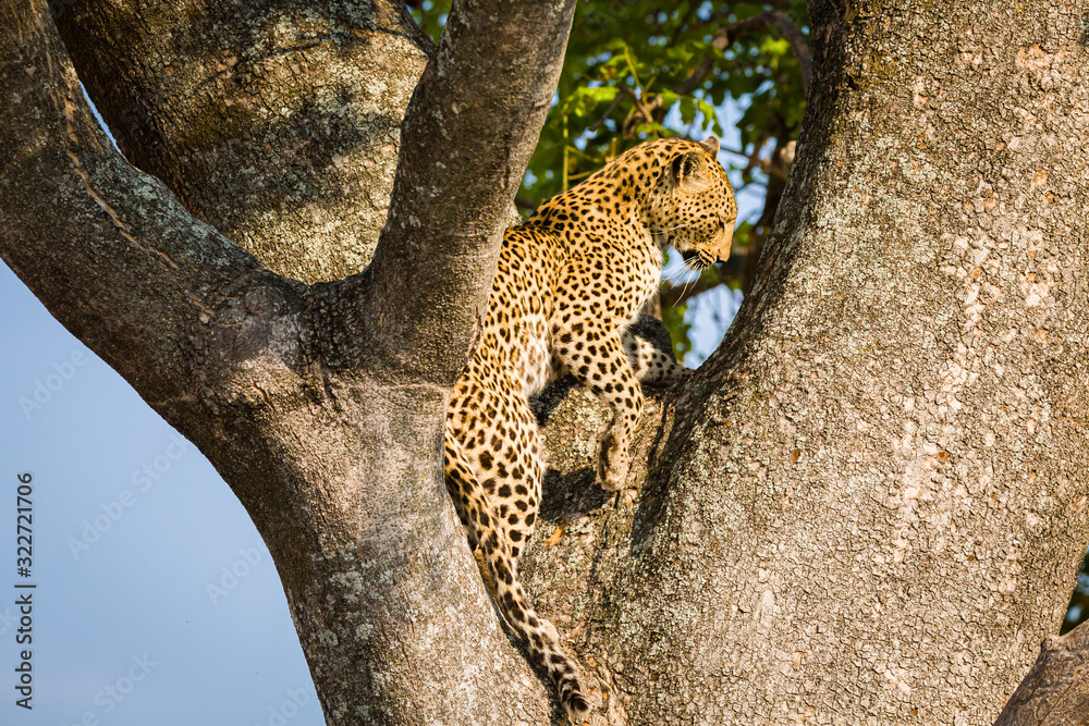 Obraz premium Leopard