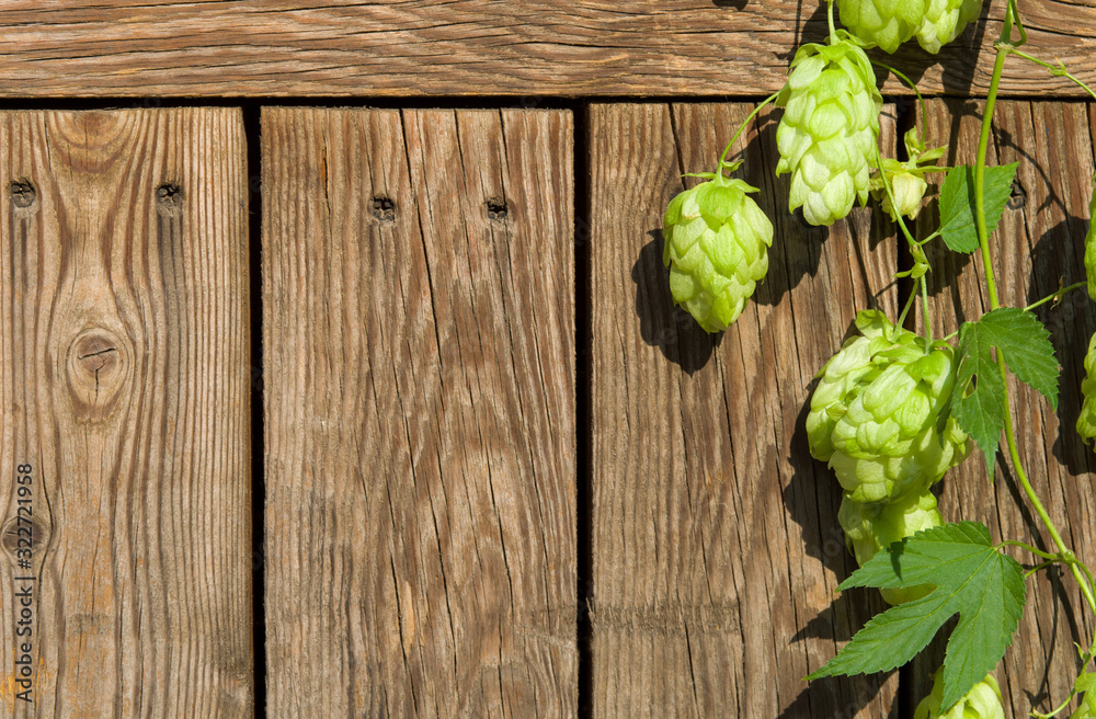 Φωτογραφία Cones of ripe green hops on wooden background of boards, copy space
