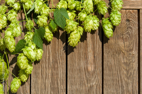Hops plant green cones hang on wooden background of planks with copy space