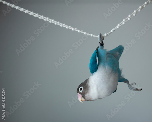 Lovebird pet funny domestic animal