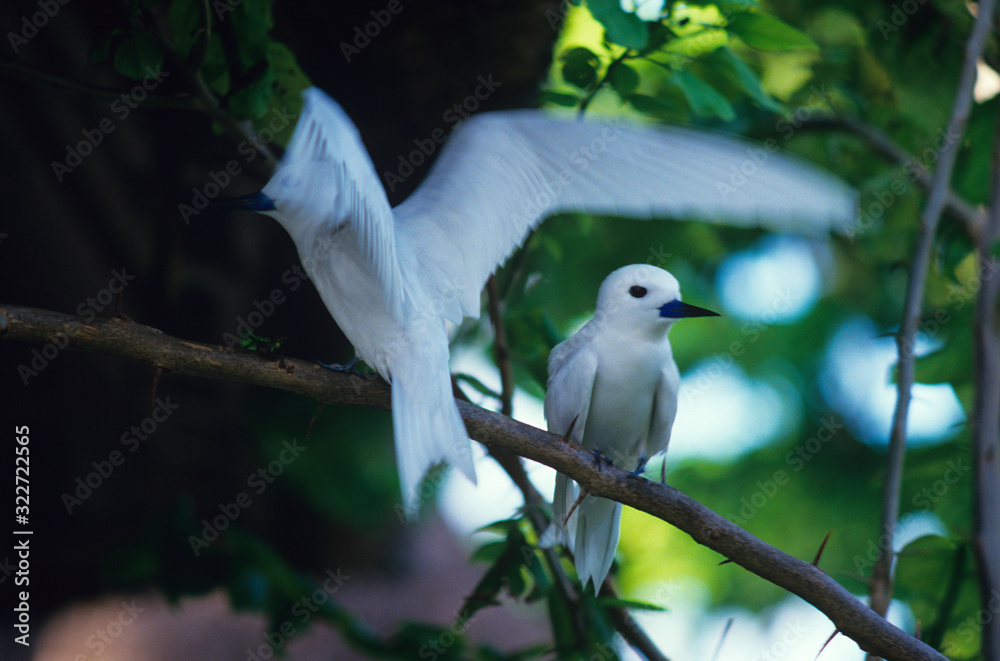 Two 'Love Birds' on Bird Island in the Seychelles