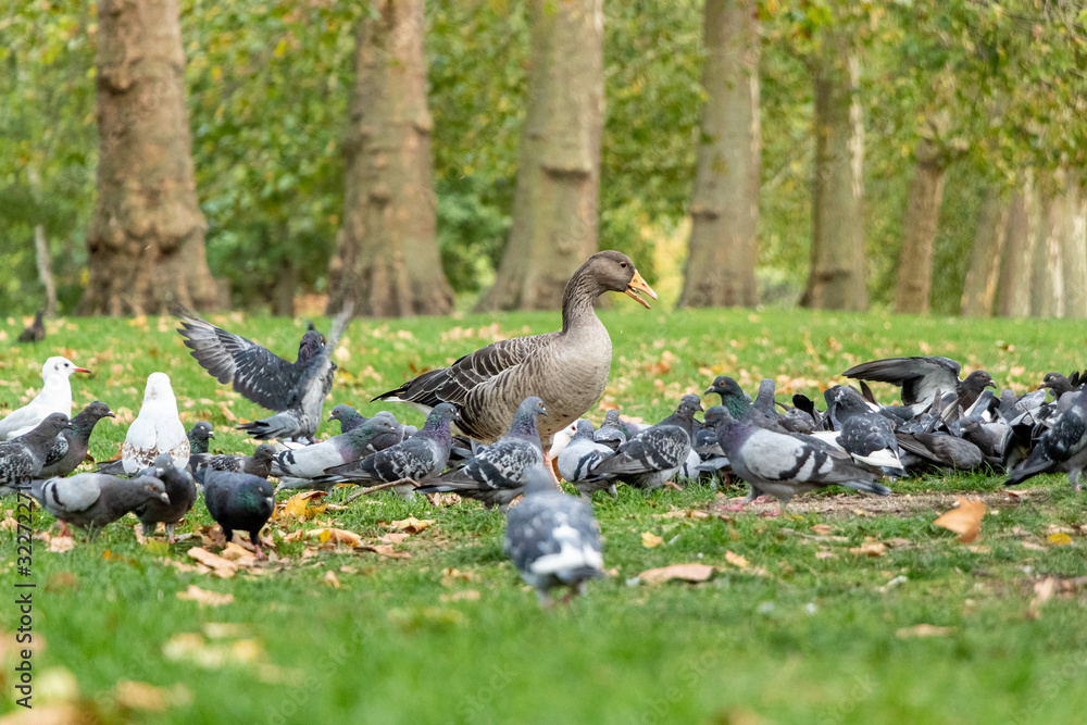 nice brown goose with some deaf getting fed by a man, london, england, uk nice brown goose with some deaf getting fed by a man, london, england, uk
