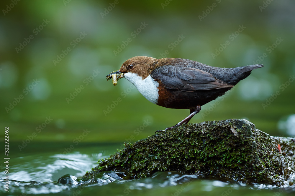 White-throated Dipper, Cinclus cinclus,with food in the bill, nesting time. A bird that can swim. Animal behavior in the nature habitat. Wildlife scene from Czech Republic. White-throated Dipper, Cinclus cinclus,with food in the bill, nesting time. A bird that can swim. Animal behavior in the nature habitat. Wildlife scene from Czech Republic.