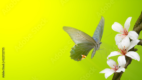 beautiful butterfly on a flower witn nice background