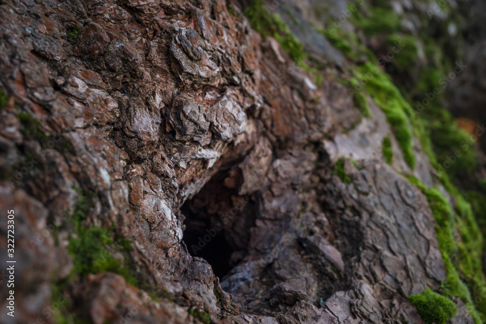 Hollow in a branch of an old tree with a bark texture and moss in the background