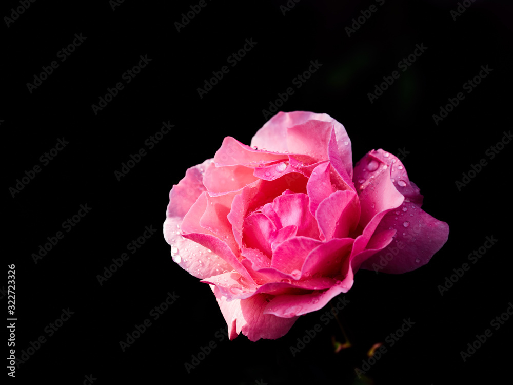 beautiful pink rose with drops close up beautiful pink rose with drops close up