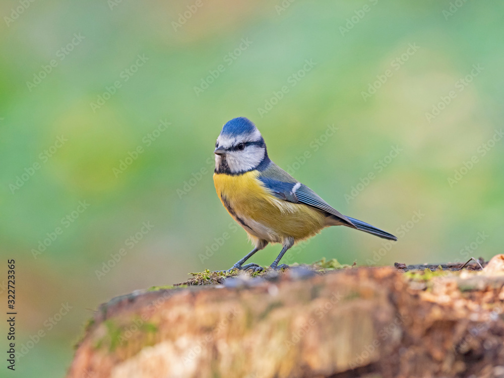 Obraz premium The Eurasian blue tit (Cyanistes caeruleus) is a small passerine bird in the tit family, Paridae. 