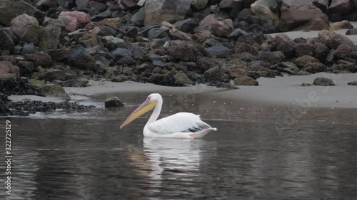 Pelican looking for fish near in shallow waters photo