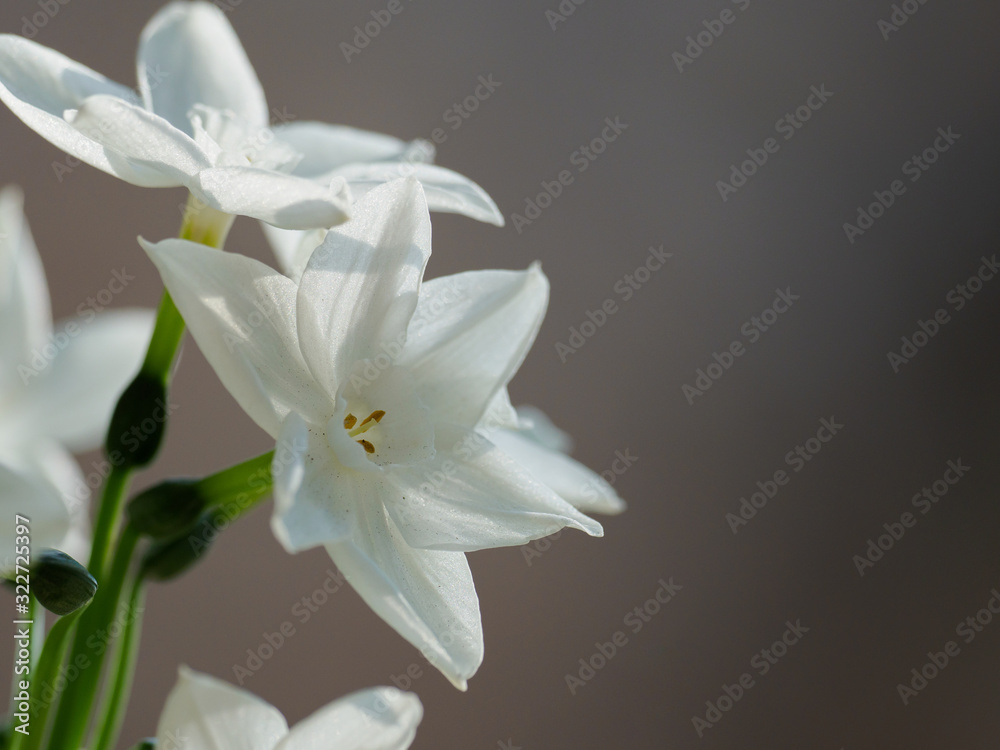 Obraz premium 純白のペーパーホワイト