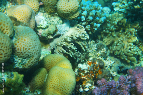 detail of coral in the Egypt