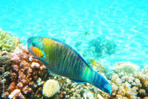 fish in the Red sea