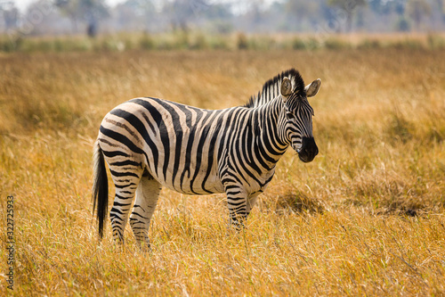 Zebra