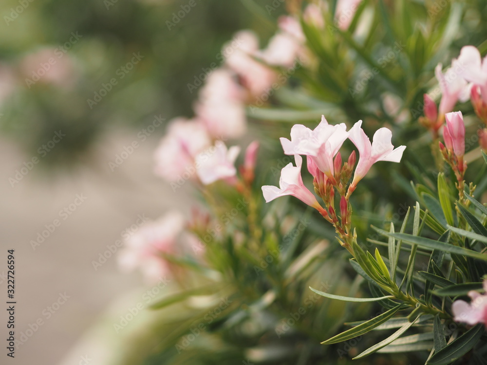 Fototapeta premium Sweet Oleander, Rose Bay, Nerium indicum Mill name pink flower blooming in garden on blurred of nature background