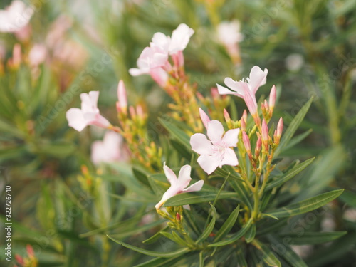 Sweet Oleander, Rose Bay, Nerium indicum Mill name pink flower blooming in garden on blurred of nature background