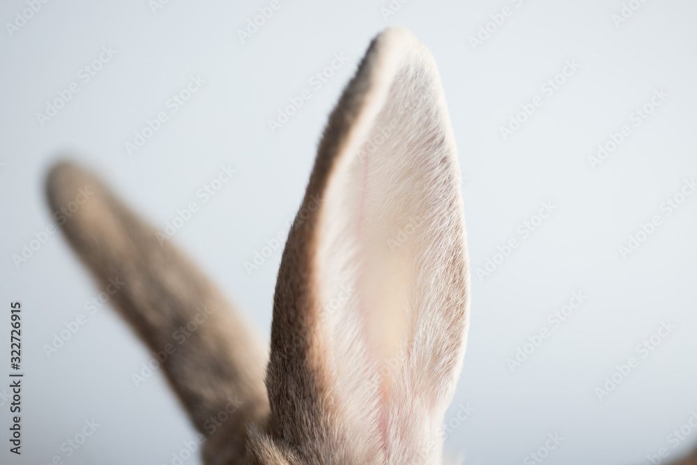 可愛いミニウサギの耳のアップ写真