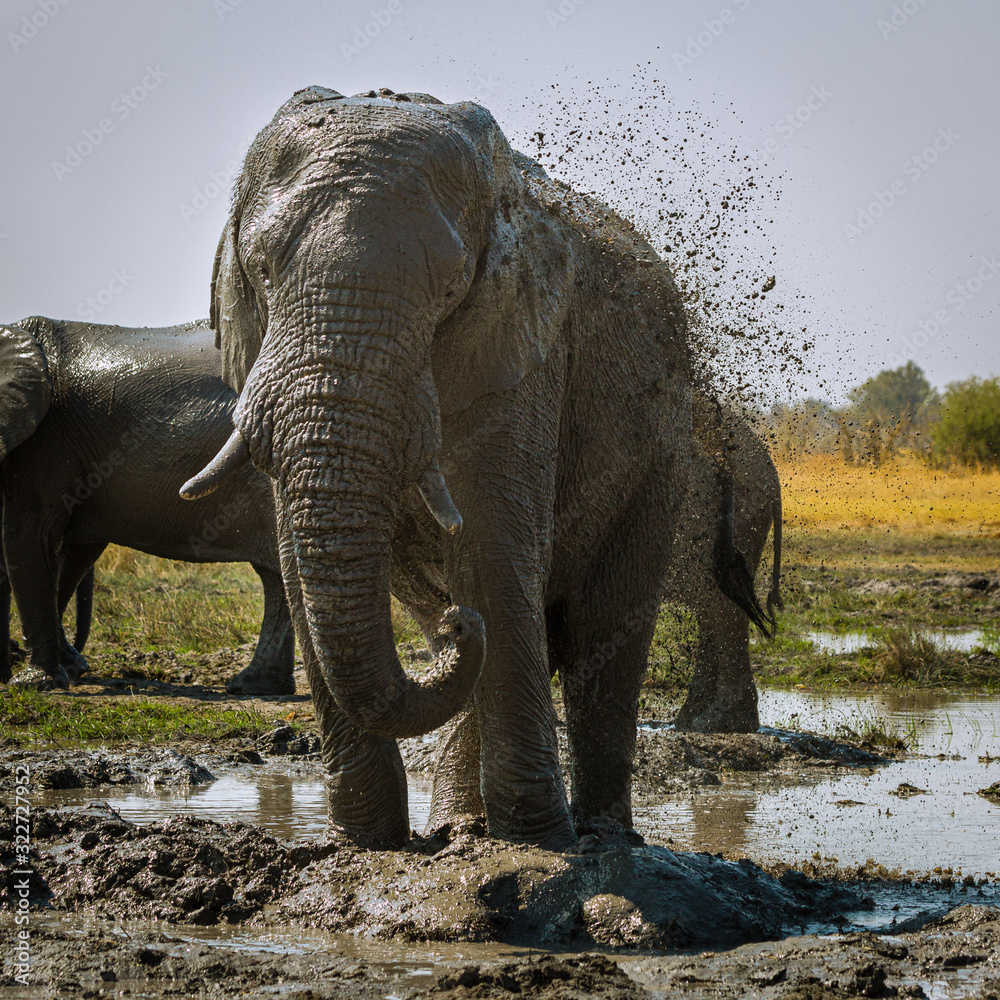 Fototapeta premium Elefant