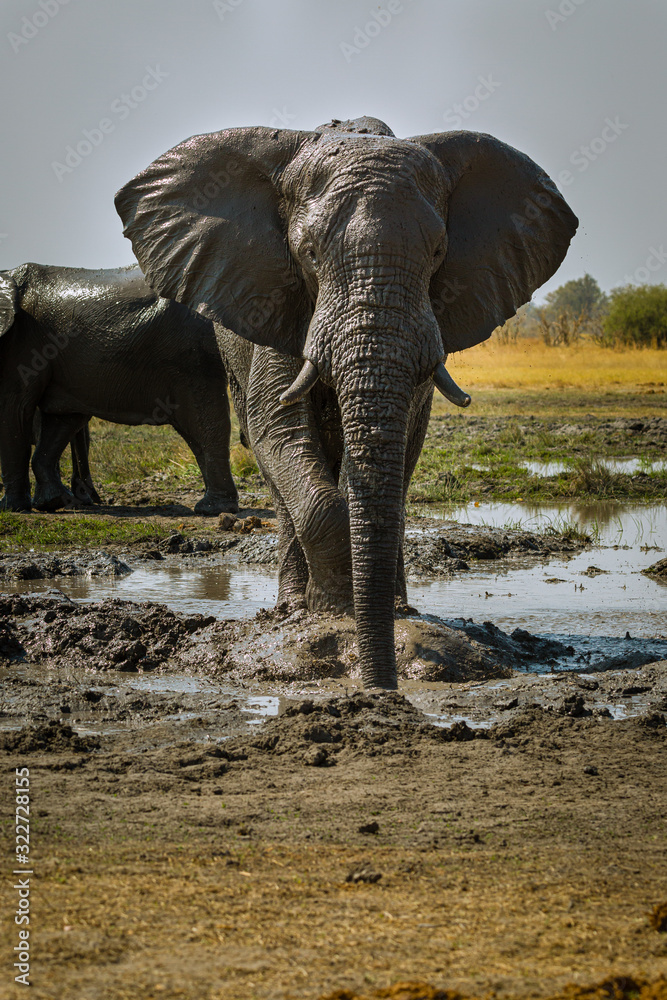 Fototapeta premium Elefant