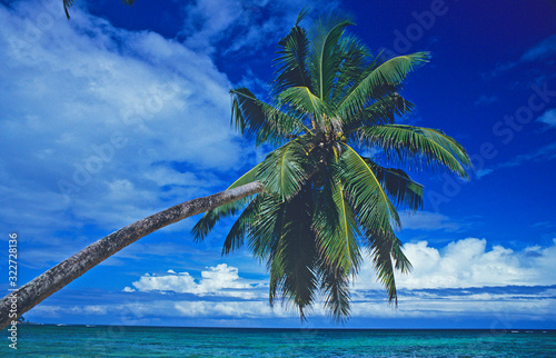 View  of a palm tree on the waters edge in the Seychelles from a deserted beach photo