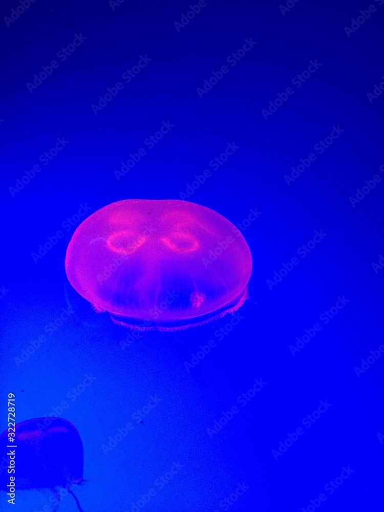 Meduse Fluorescenti Meduse Fluorescenti