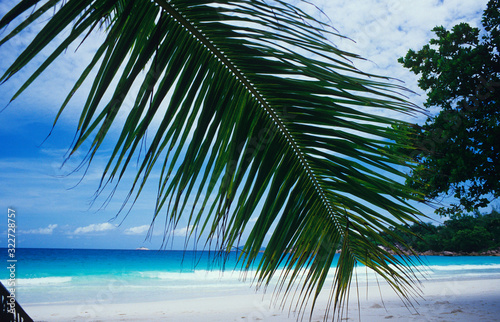 Fototapeta Naklejka Na Ścianę i Meble -  View through a canopy of a palm tree in the Seychelles from a deserted beach