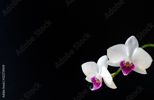 White orchid flower with black background