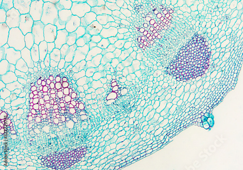 dicotyledon stem - microscopic view photo