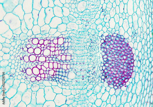 dicotyledon stem photo