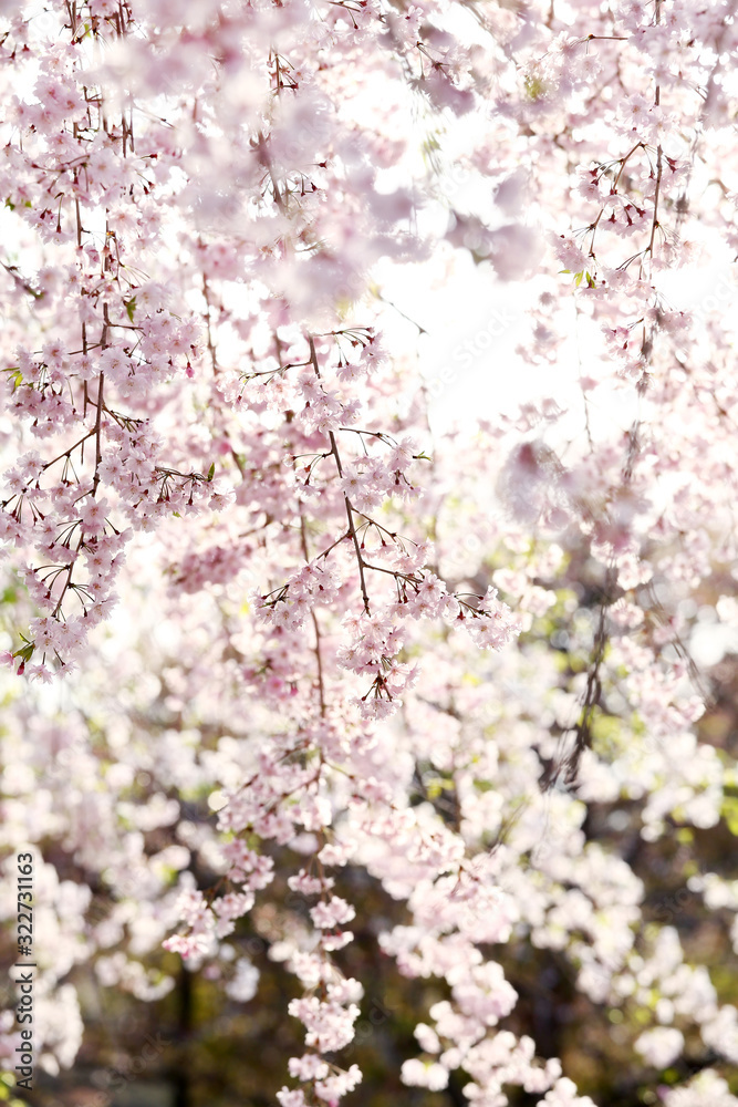 逆光のヤエベニシダレ