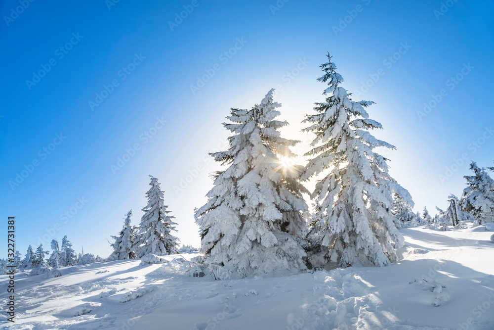 The rays of the sun make their way through the branches of a snowy fir trees in Karkonosze National Park, Sudetes, Poland