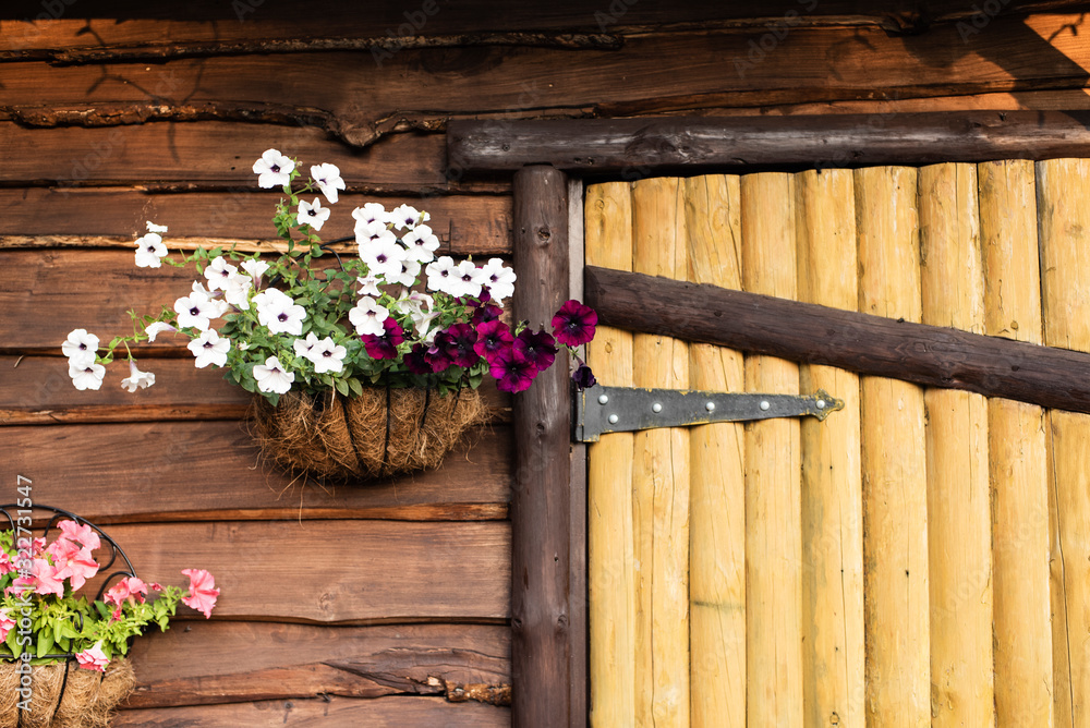 flower pot with petunia hanging on a wooden wall