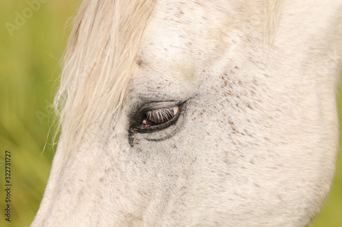 eye from white Arabian horse