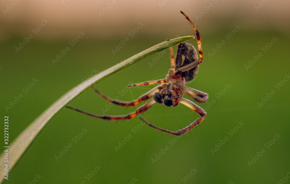 Spider Spider